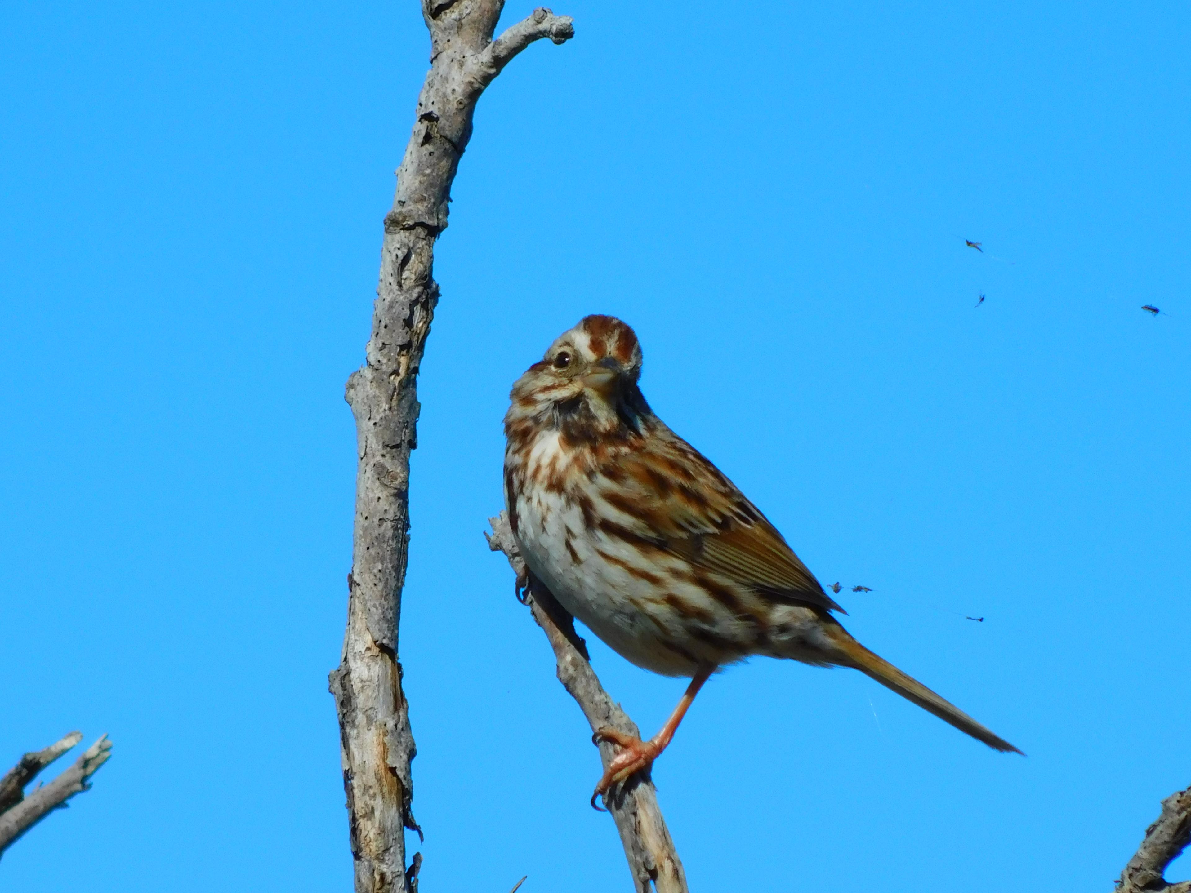 Song sparrow clings to branch on windy day