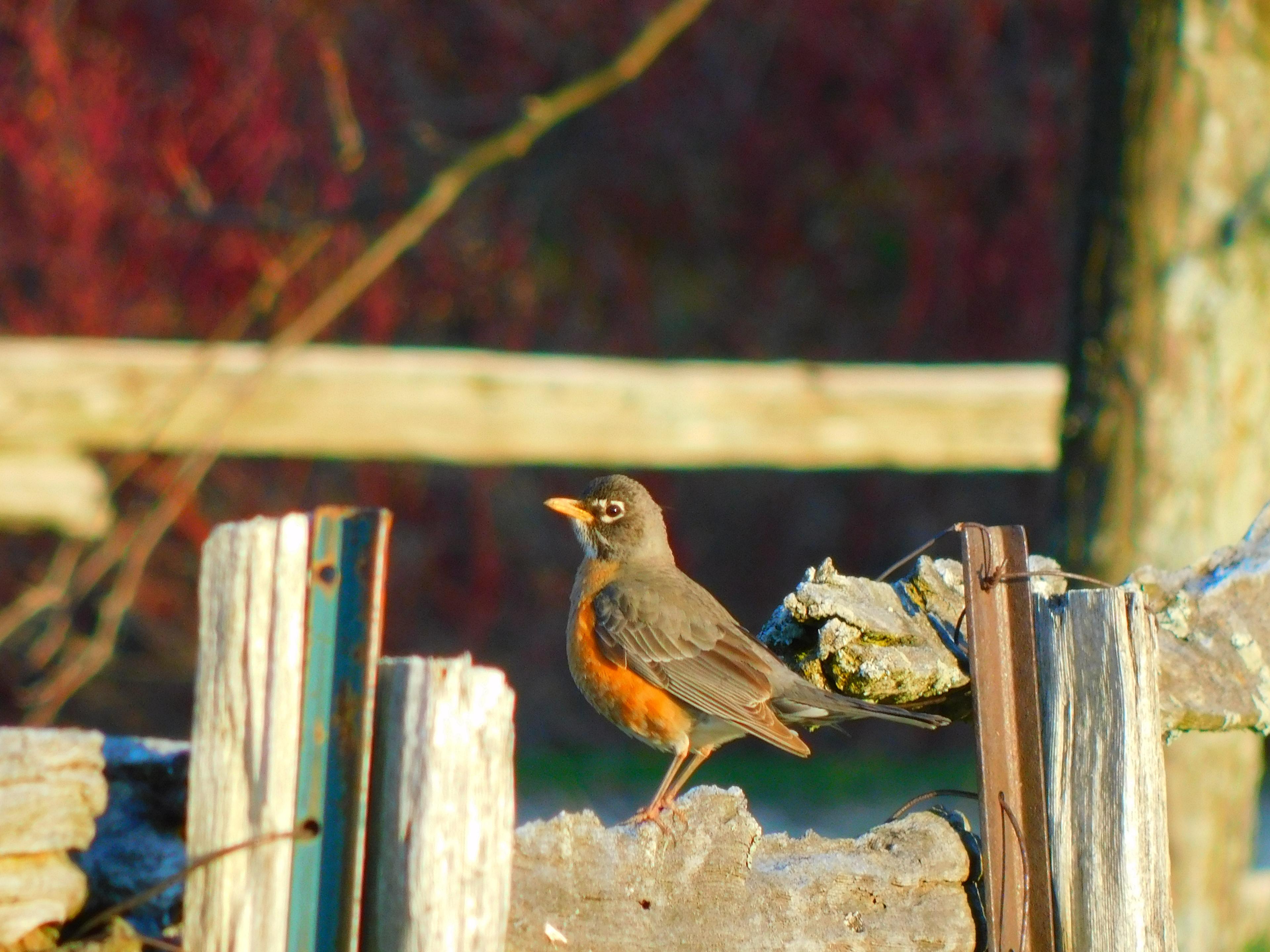 Robin on wooden fence basks in sunset