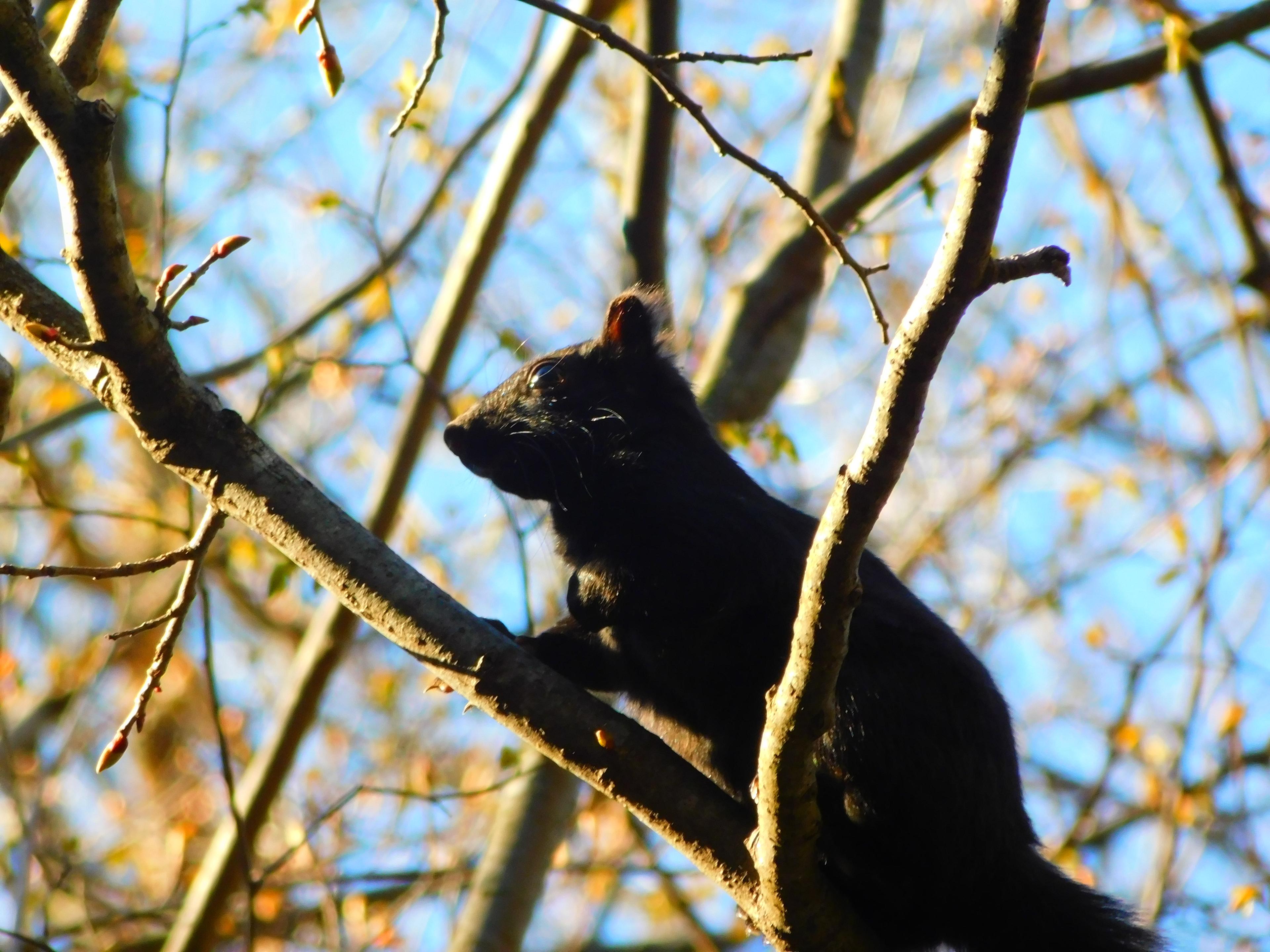 Black squirrel climbs tree in sunlight