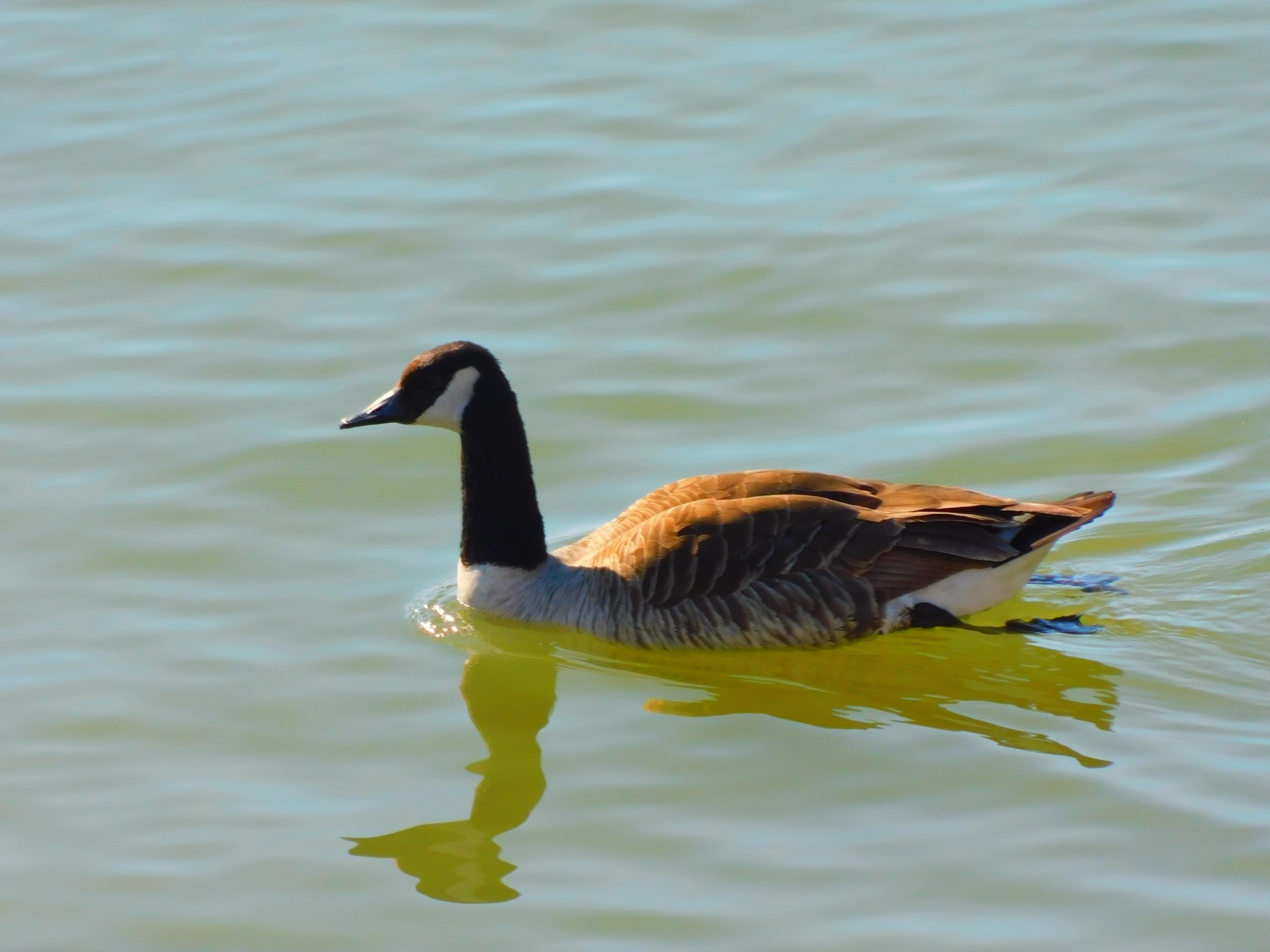 Canadian goose swims in calm current