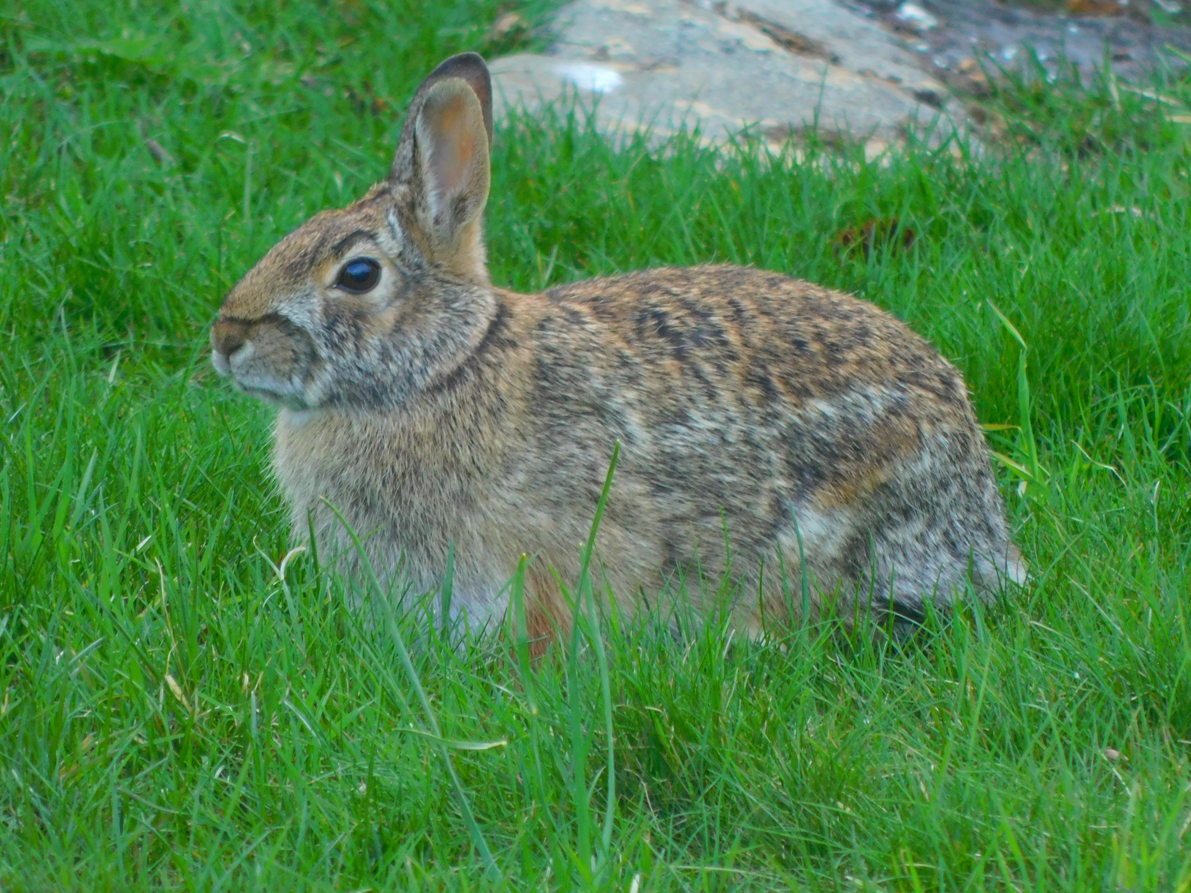 Bunny rests on bright green grass