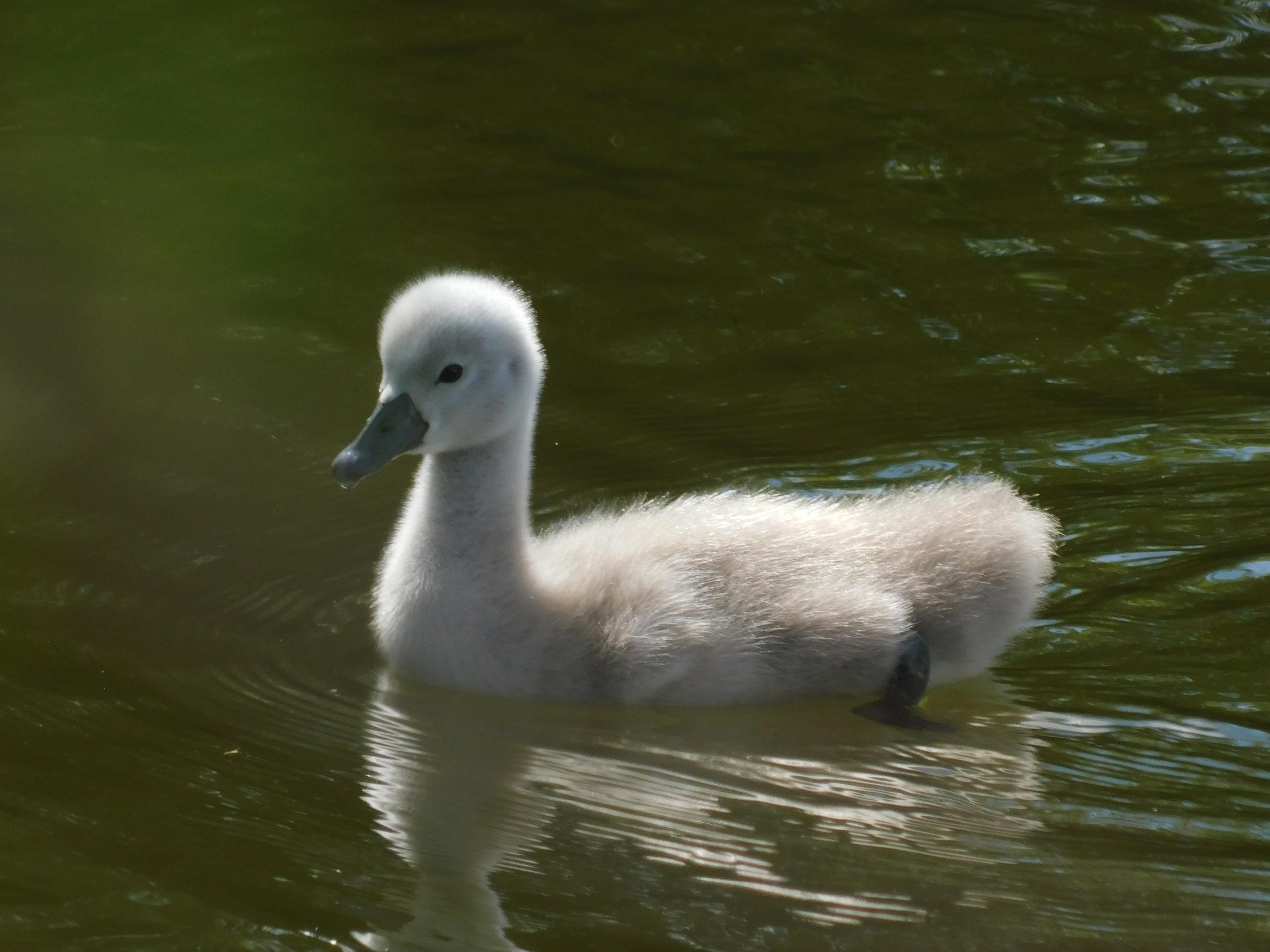 Baby swan swims in serenity