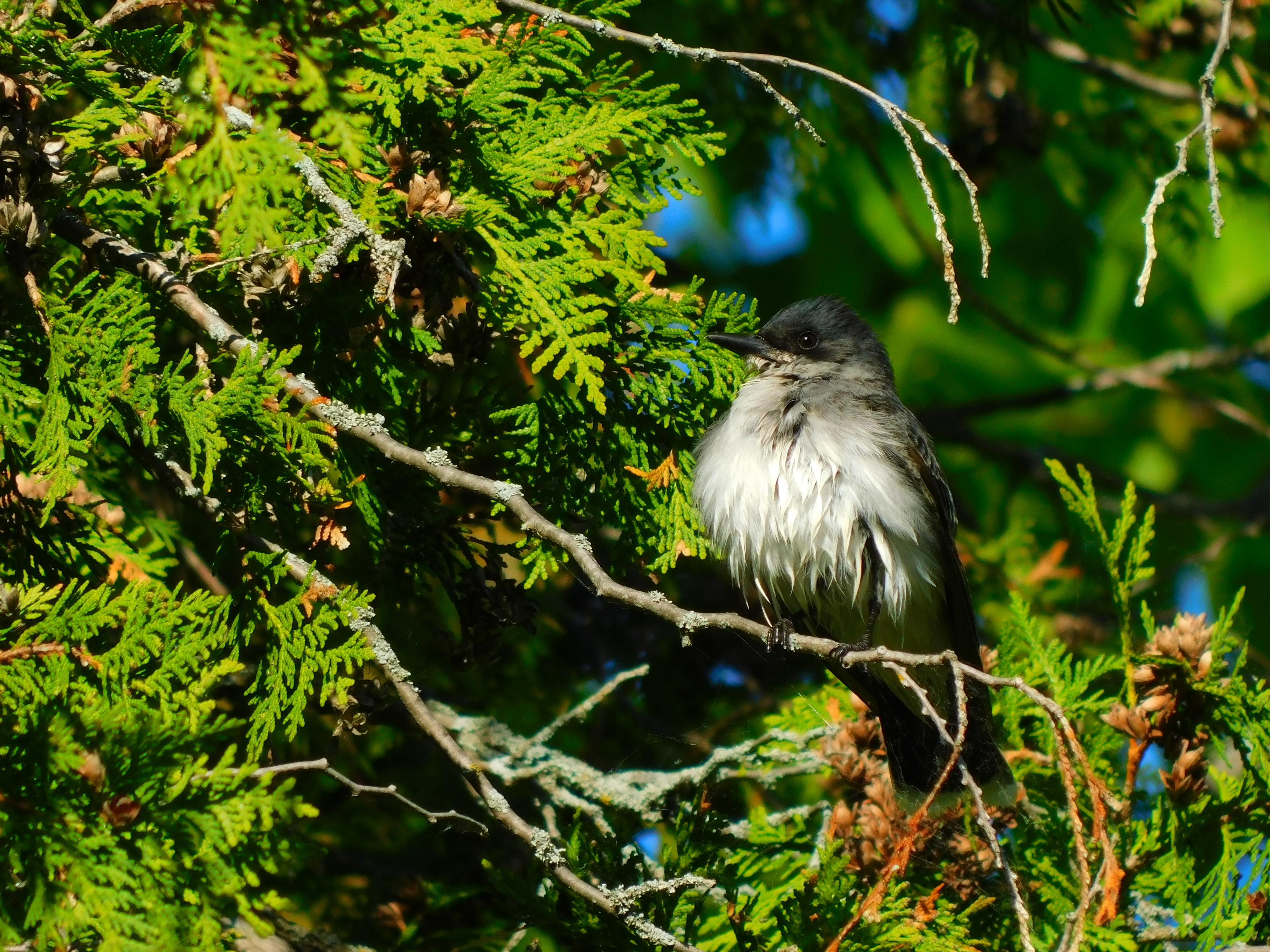 Eastern kingbird sits on tree branch