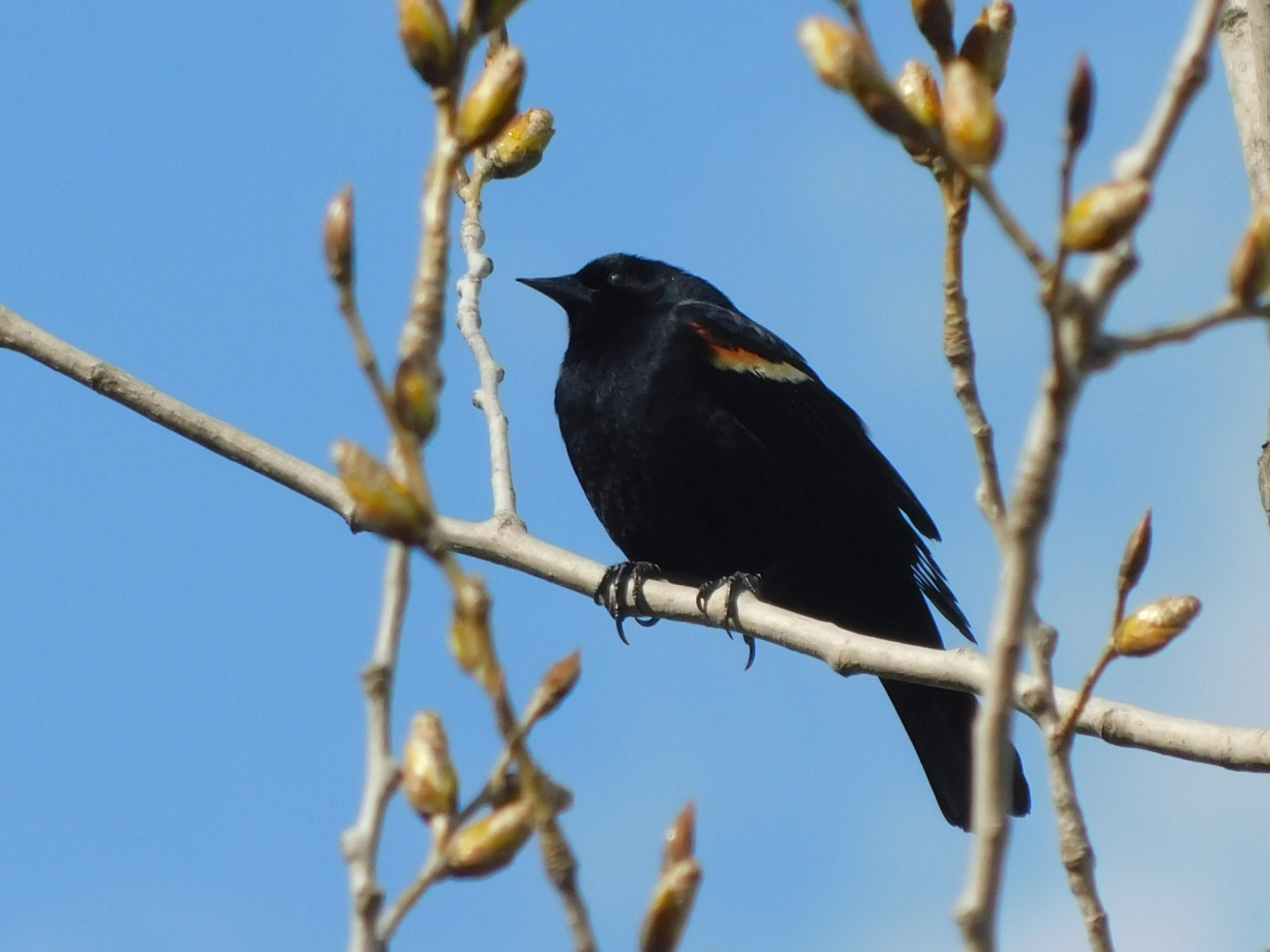 Red-winged blackbird against vibrant blue sky