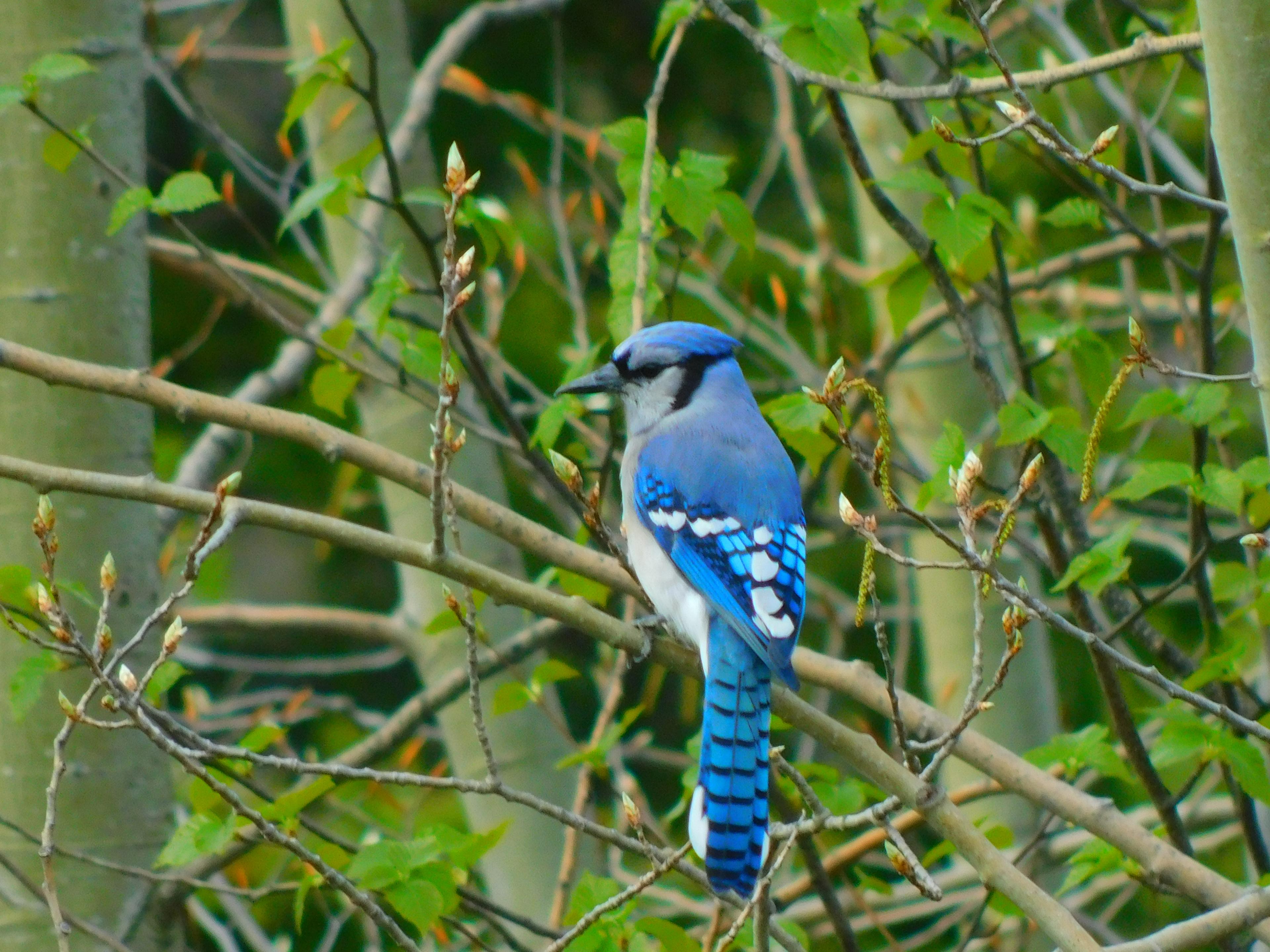 Blue jay in forest