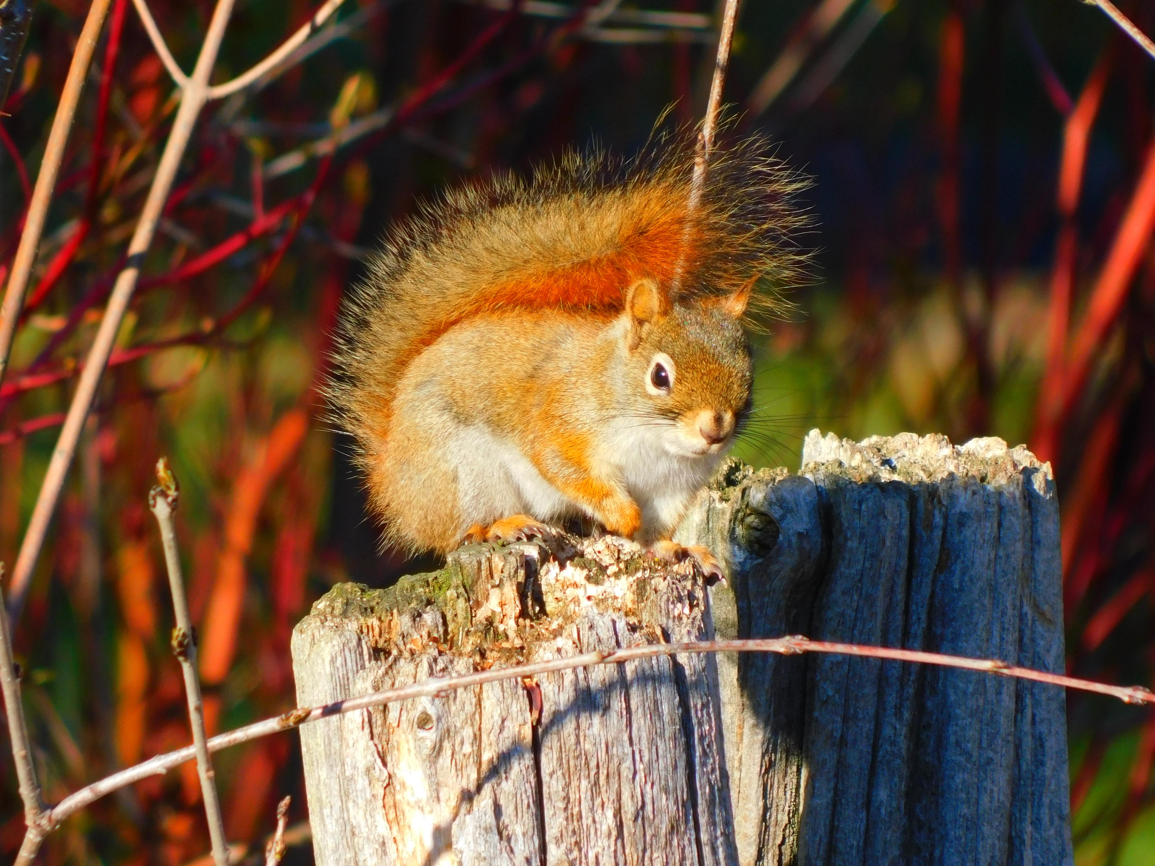 Baby squirrel on tree stump
